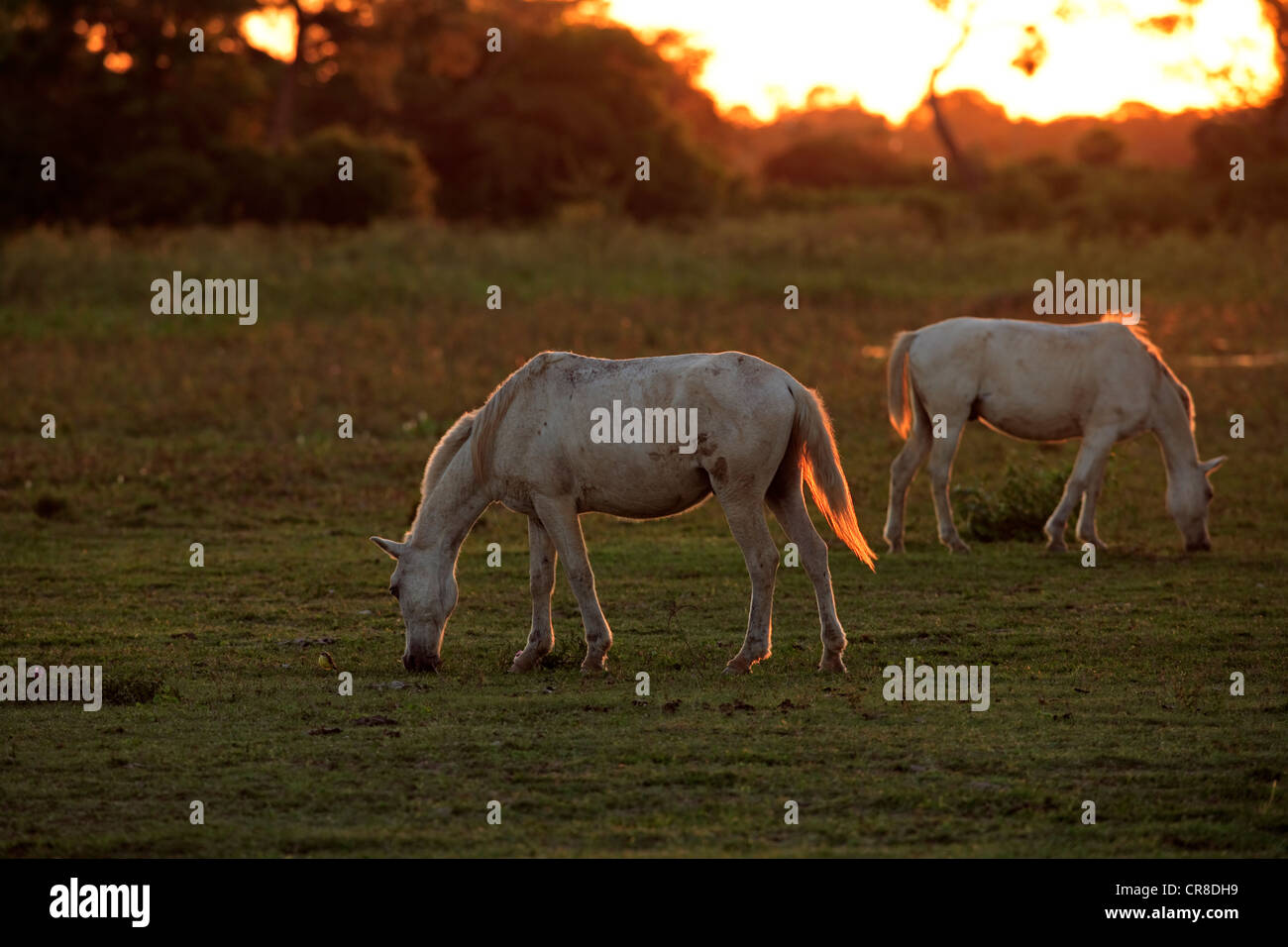 Pantanal livestock grazing hires stock photography and images Alamy