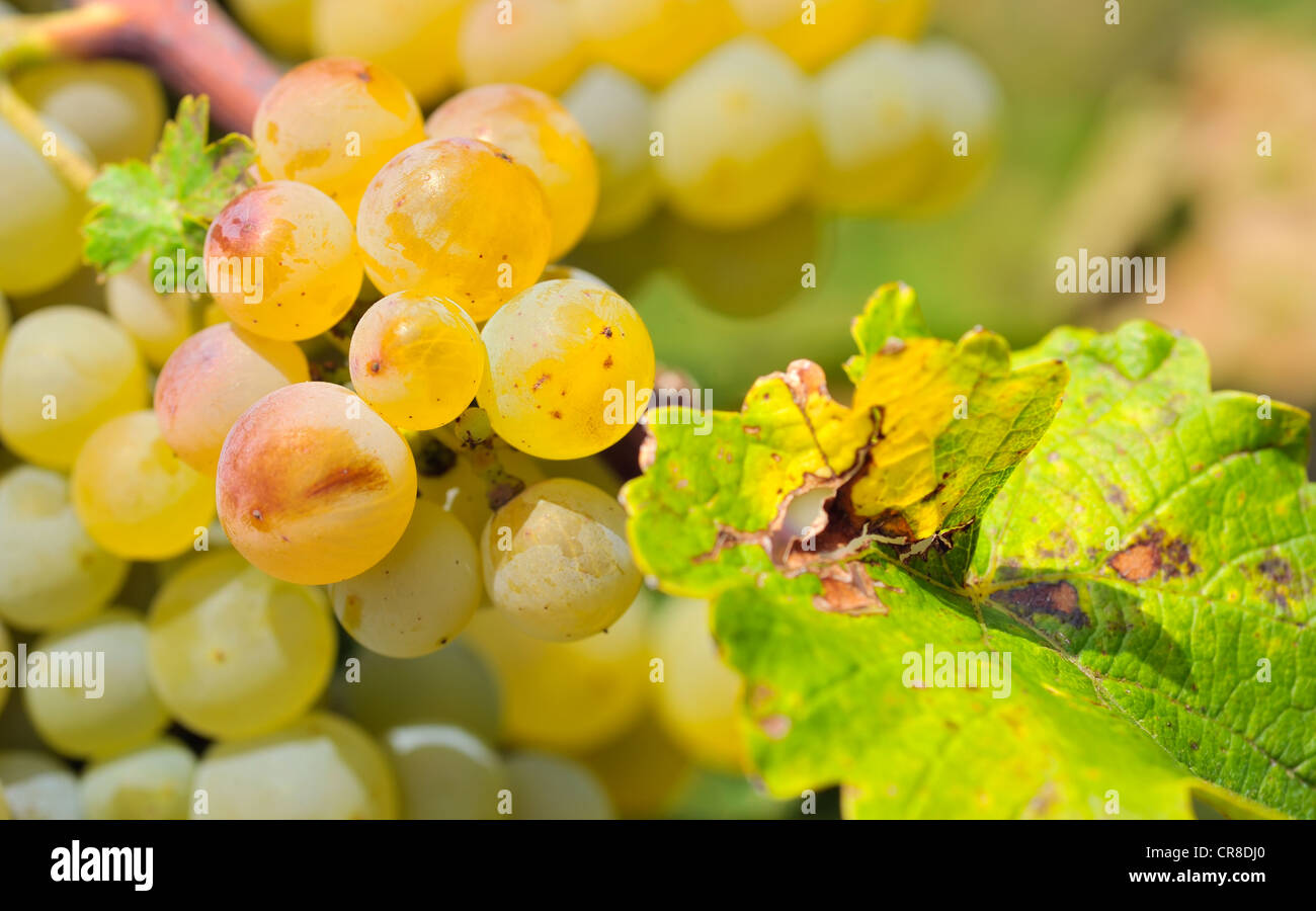 Bunch of grapes Stock Photo