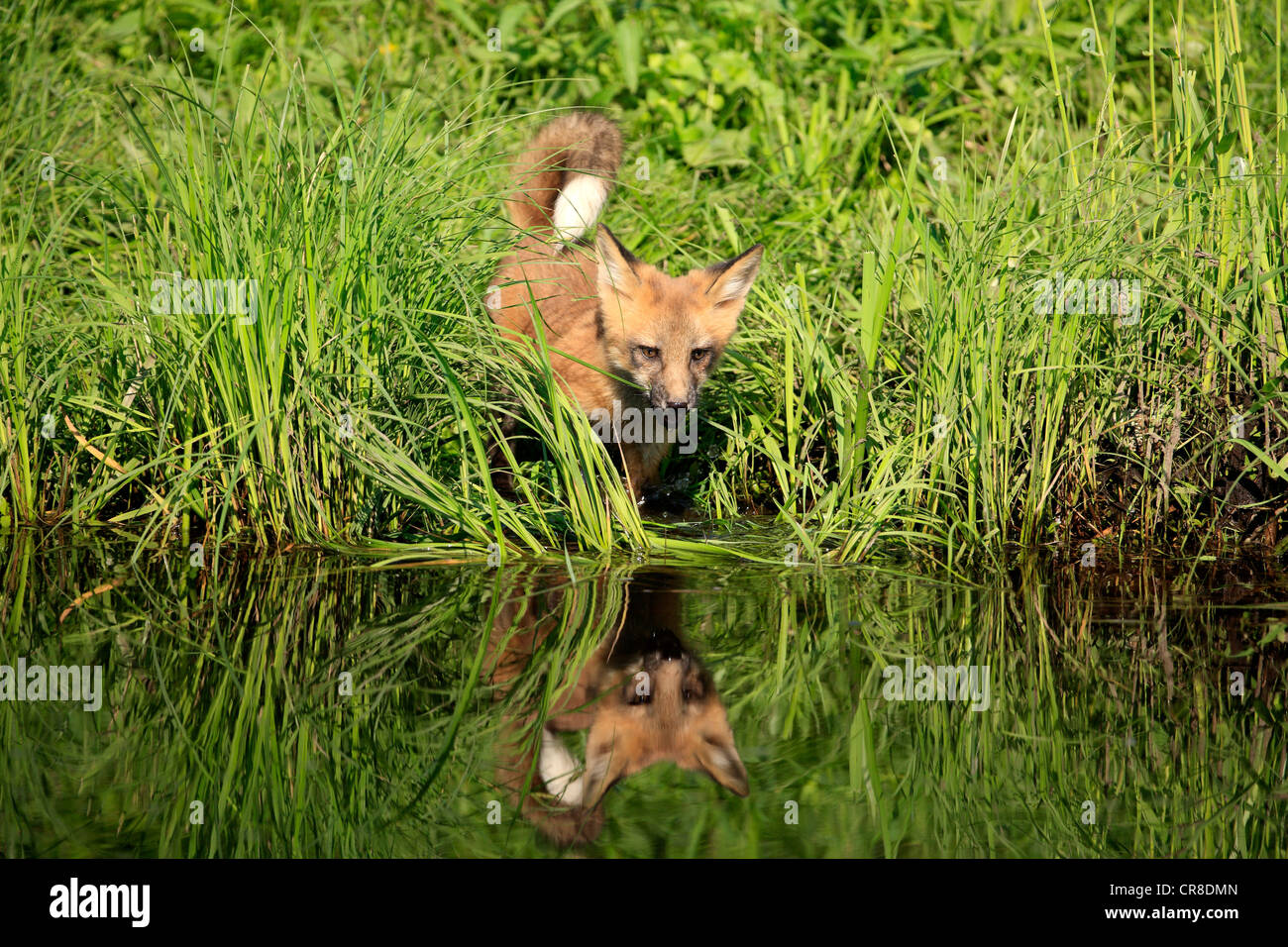 North American Red Fox (Vulpes fulva), cub at the water's edge, Minnesota, USA Stock Photo