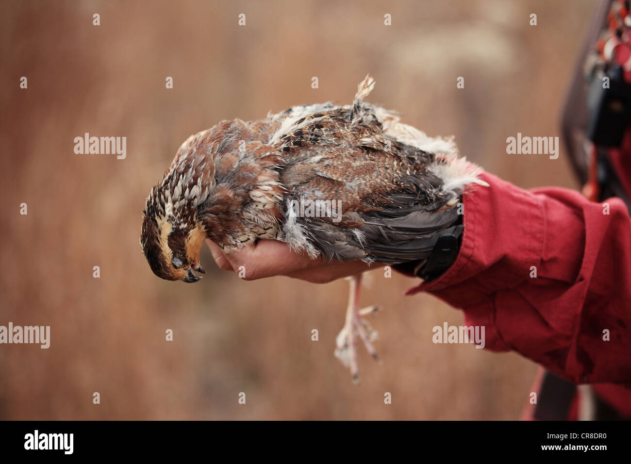 Hunter holding dead quail Stock Photo