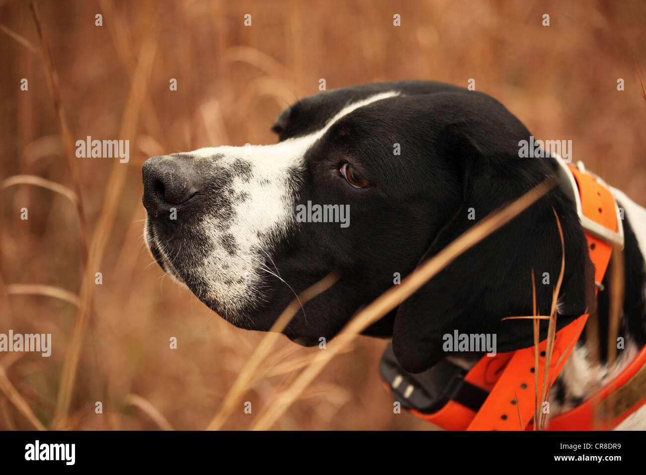 English pointer in tall brush Stock Photo