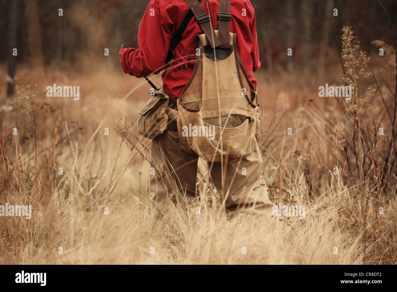 Rear view of quail hunter walking through tall brush Stock Photo