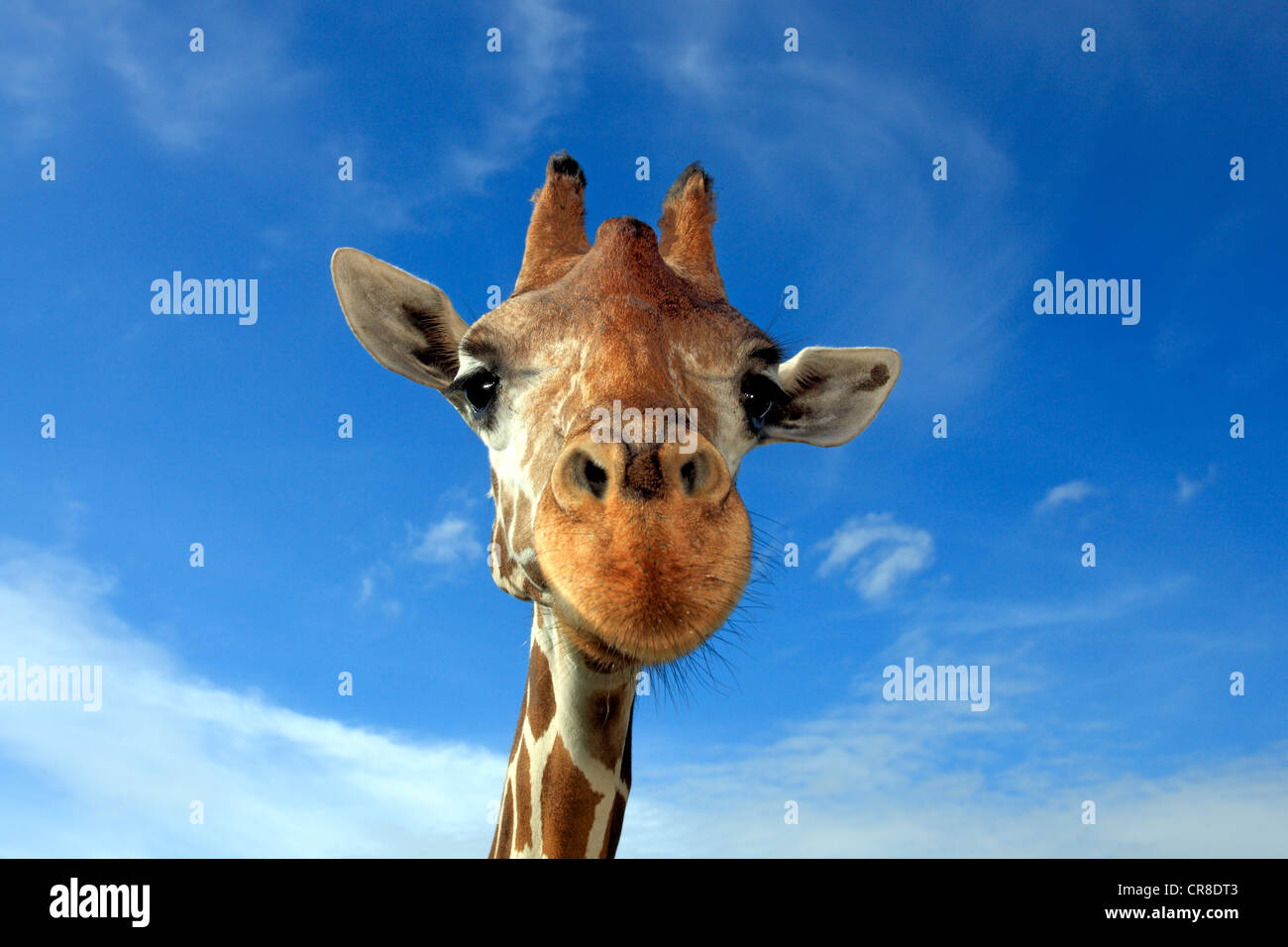 Reticulated Giraffe (Giraffa camelopardalis reticulata), adult, portrait, in captivity, Florida, USA Stock Photo