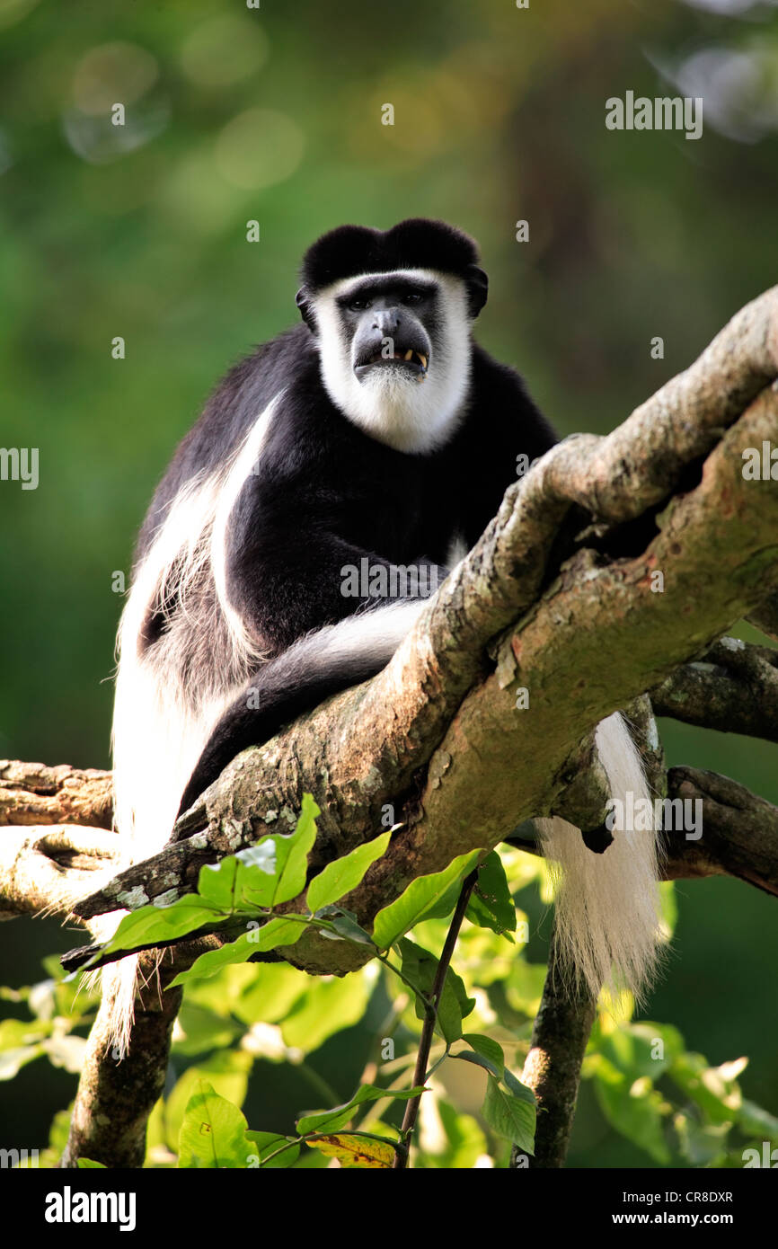 Angola colobus or Angolan blackandwhite colobus (Colobus angolensis