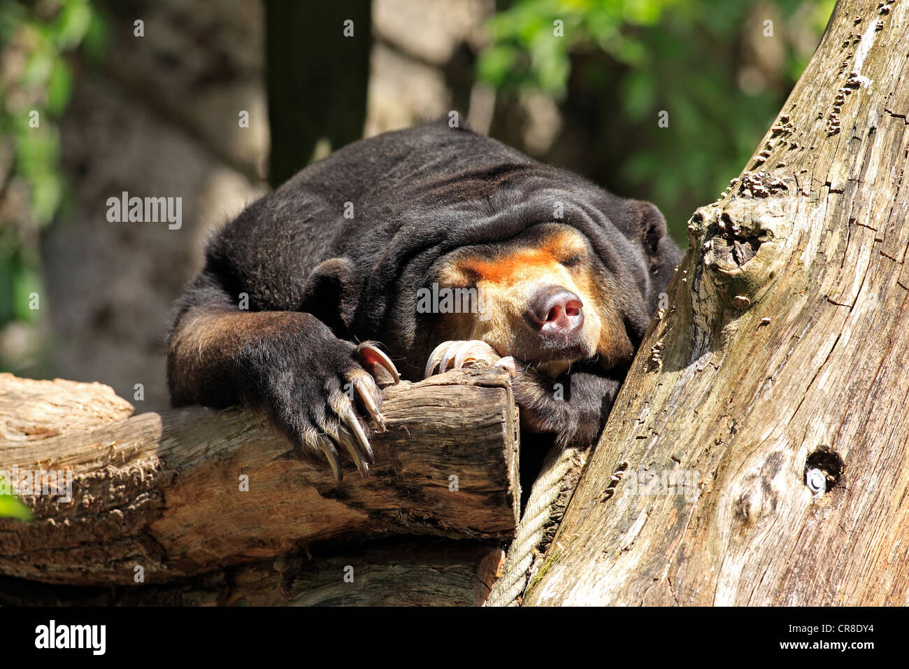 Sun bear or honey bear (Helarctos malayanus), resting, captive, Miami, Florida, USA Stock Photo