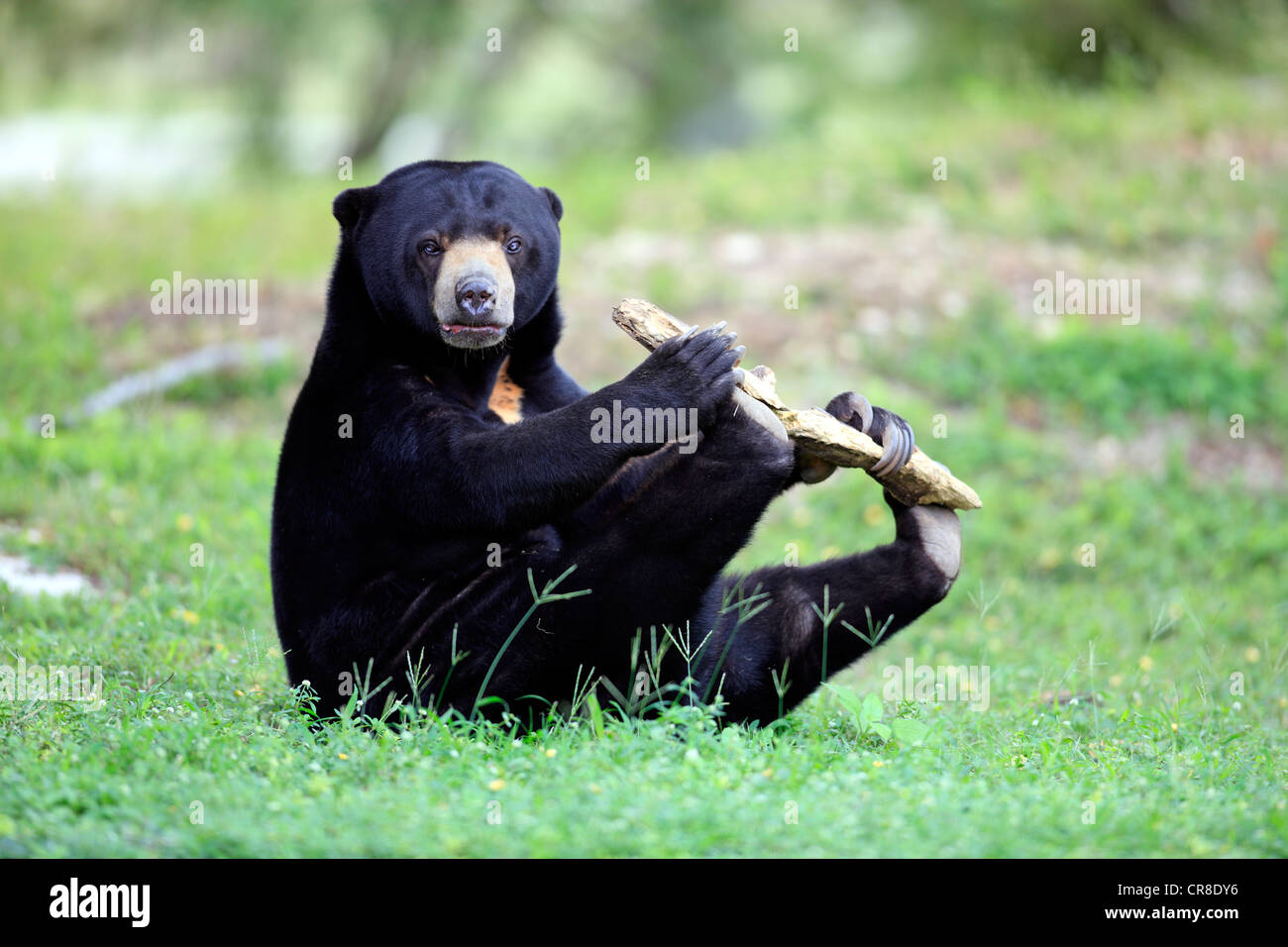 Sun bear or honey bear (Helarctos malayanus), adult, male, playing, captive, Miami, Florida, USA Stock Photo