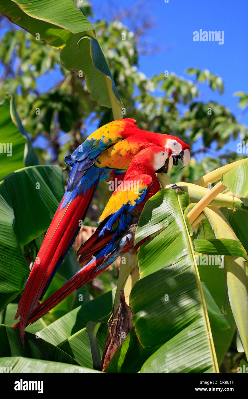 Scarlet Macaw (Ara macao), adult pair on banana tree, Roatan, Honduras, Caribbean, Central America, Latin America Stock Photo