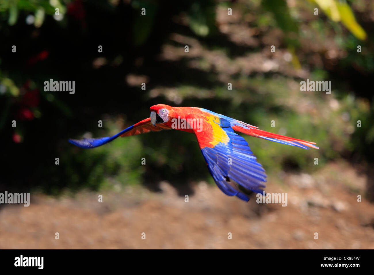 Scarlet Macaw (Ara macao), adult, flying past rainforest, Roatan, Honduras, Caribbean, Central America, Latin America Stock Photo