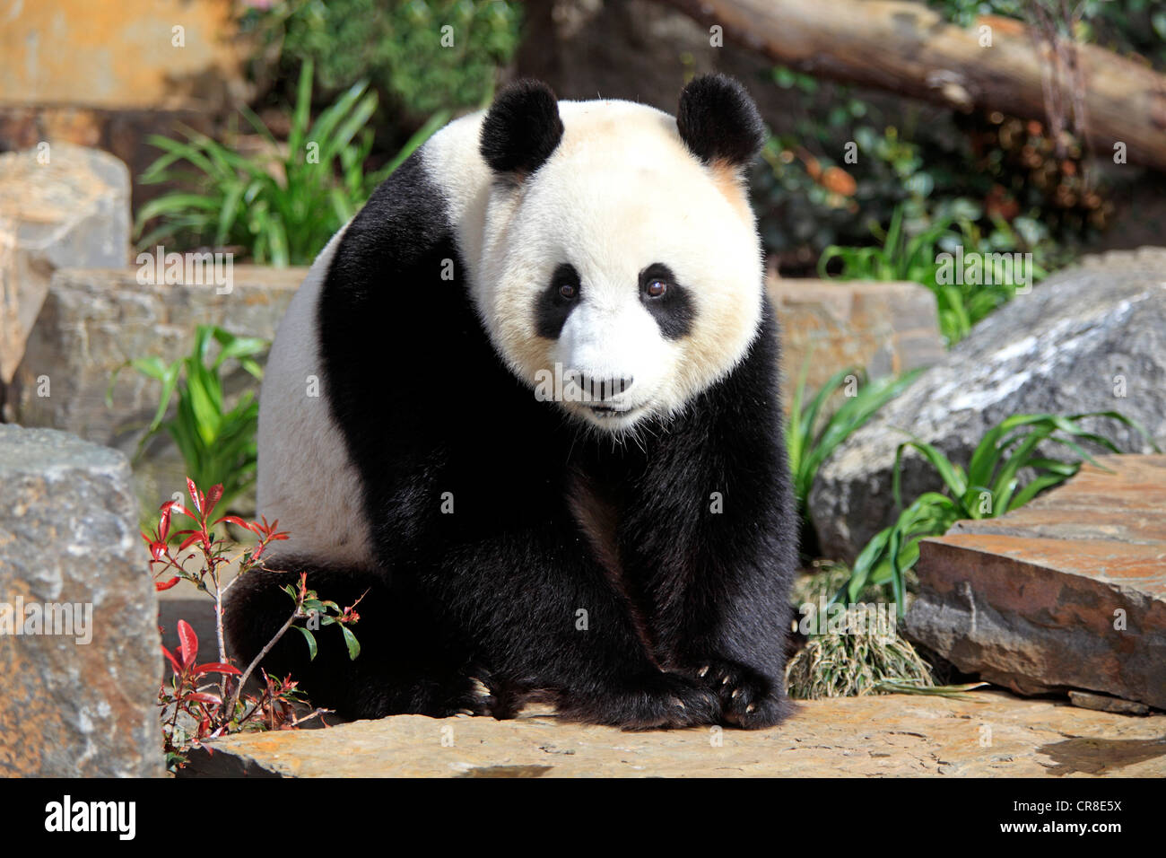 Giant Panda (Ailuropoda melanoleuca), adult, Adelaide Zoo, Adelaide, Australia Stock Photo