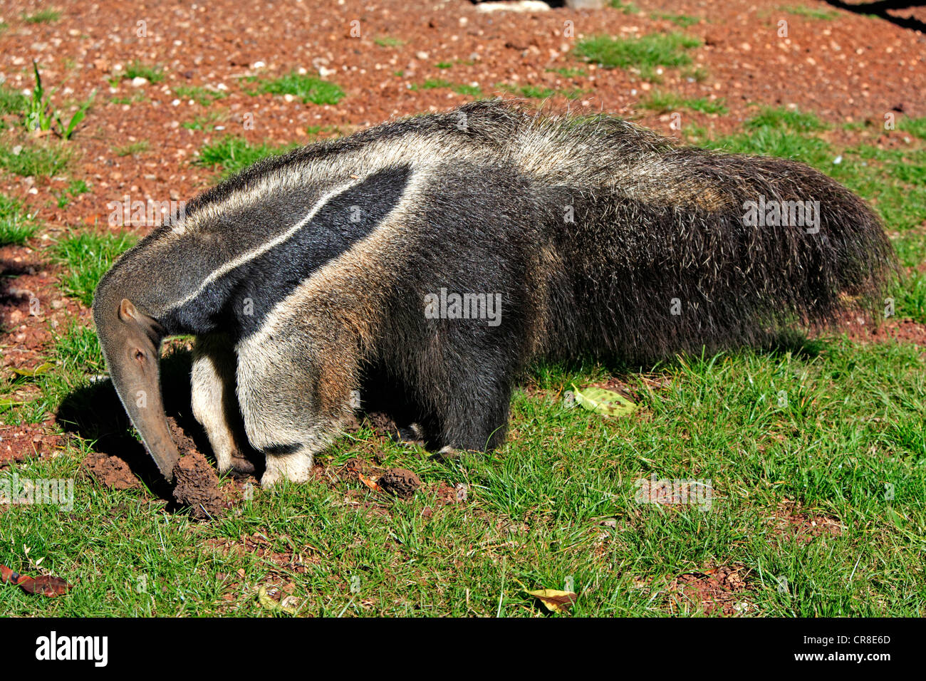 Giant Anteater (Myrmecophaga tridactyla), adult, feeding at a termite mound, Pantanal, Brazil, South America Stock Photo