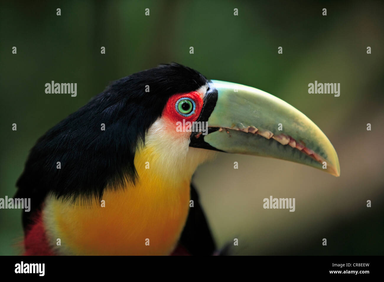 Green-billed Toucan or Red-breasted Toucan (Ramphastos dicolorus), adult, portrait, Pantanal, Brazil, South America Stock Photo