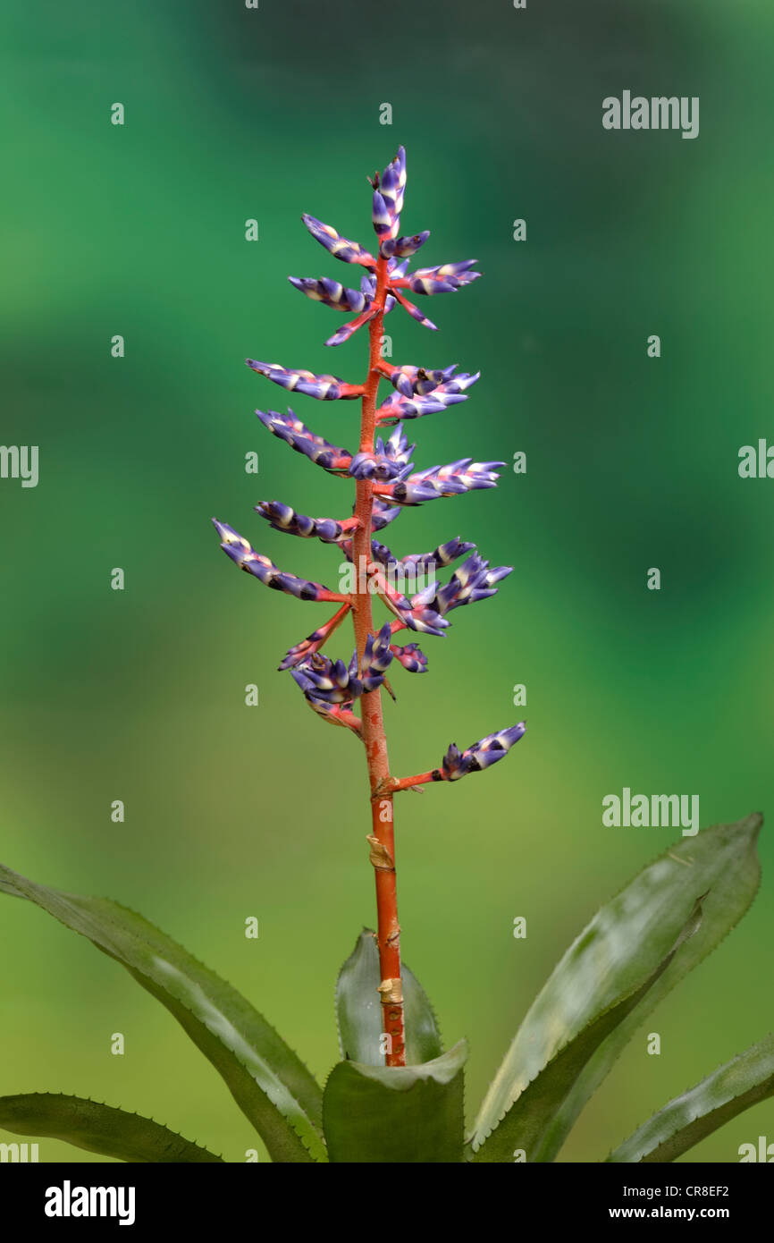 Flaming Sword (Vriesea splendens), in flower, South America Stock Photo