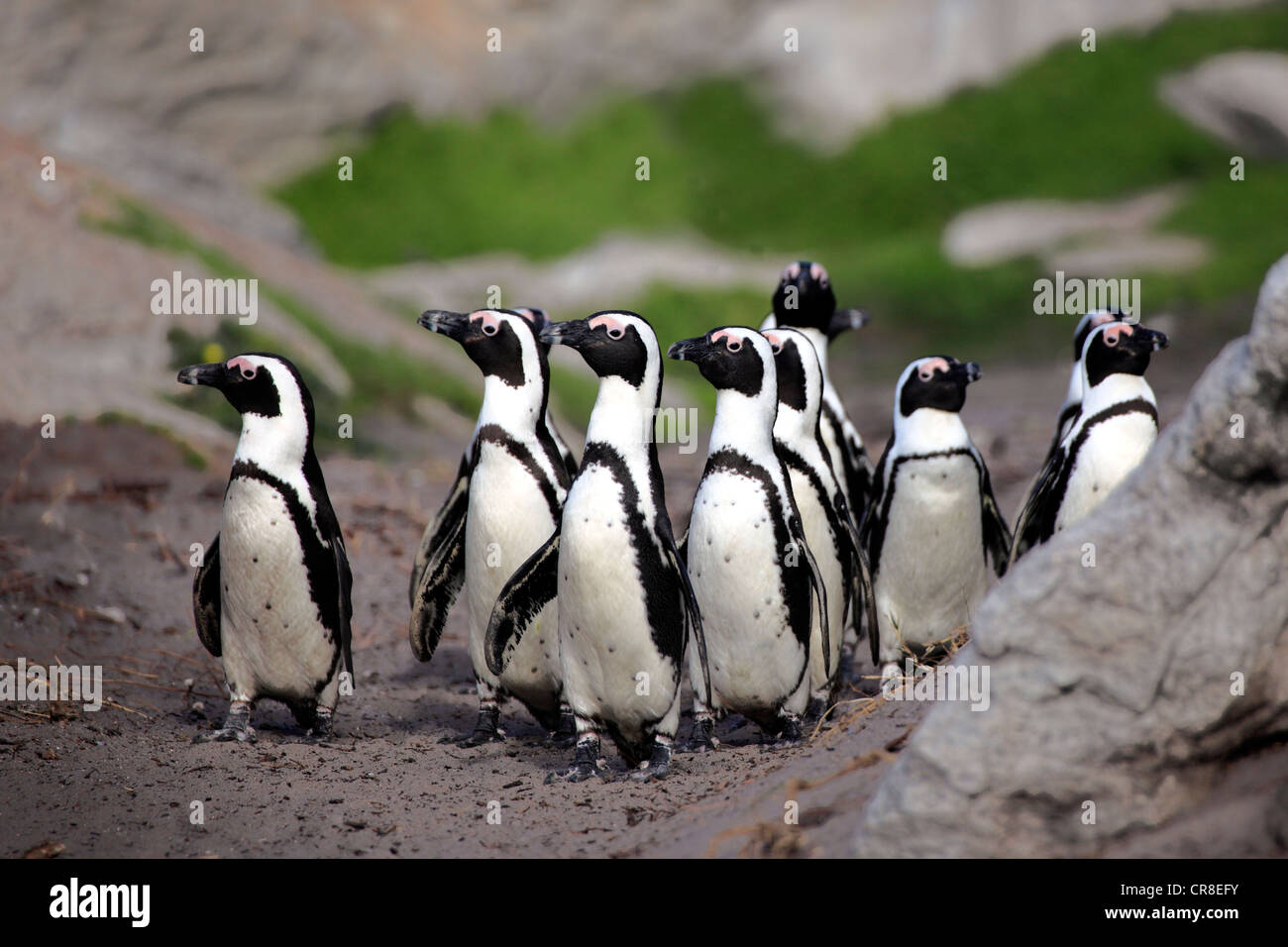 African Penguins, Black-footed Penguin or Jackass Penguin (Spheniscus demersus), group on the beach, Betty's Bay, South Africa Stock Photo