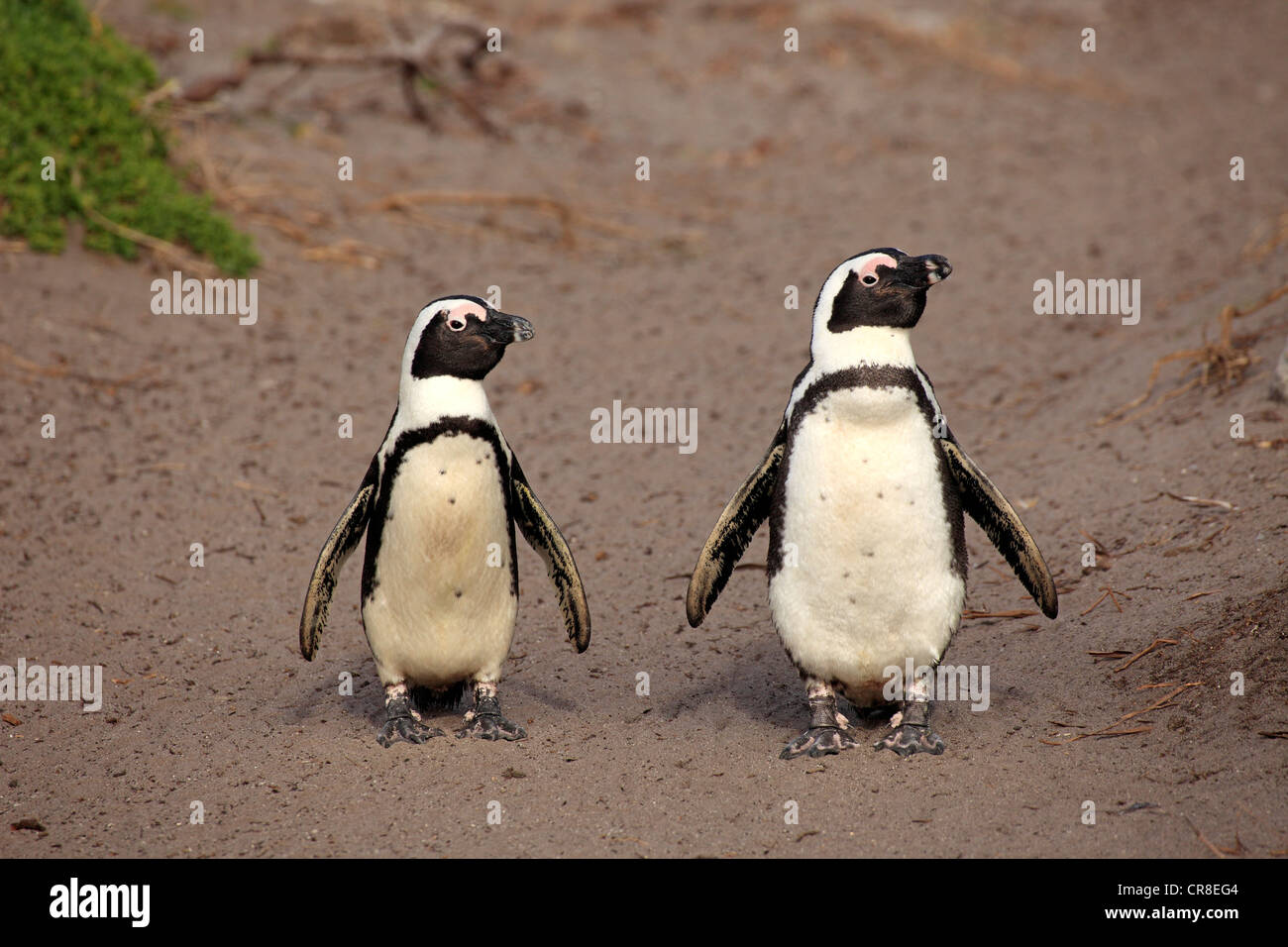 African Penguins, Black-footed Penguin or Jackass Penguin (Spheniscus demersus), pair, walking on the beach, Betty's Bay Stock Photo