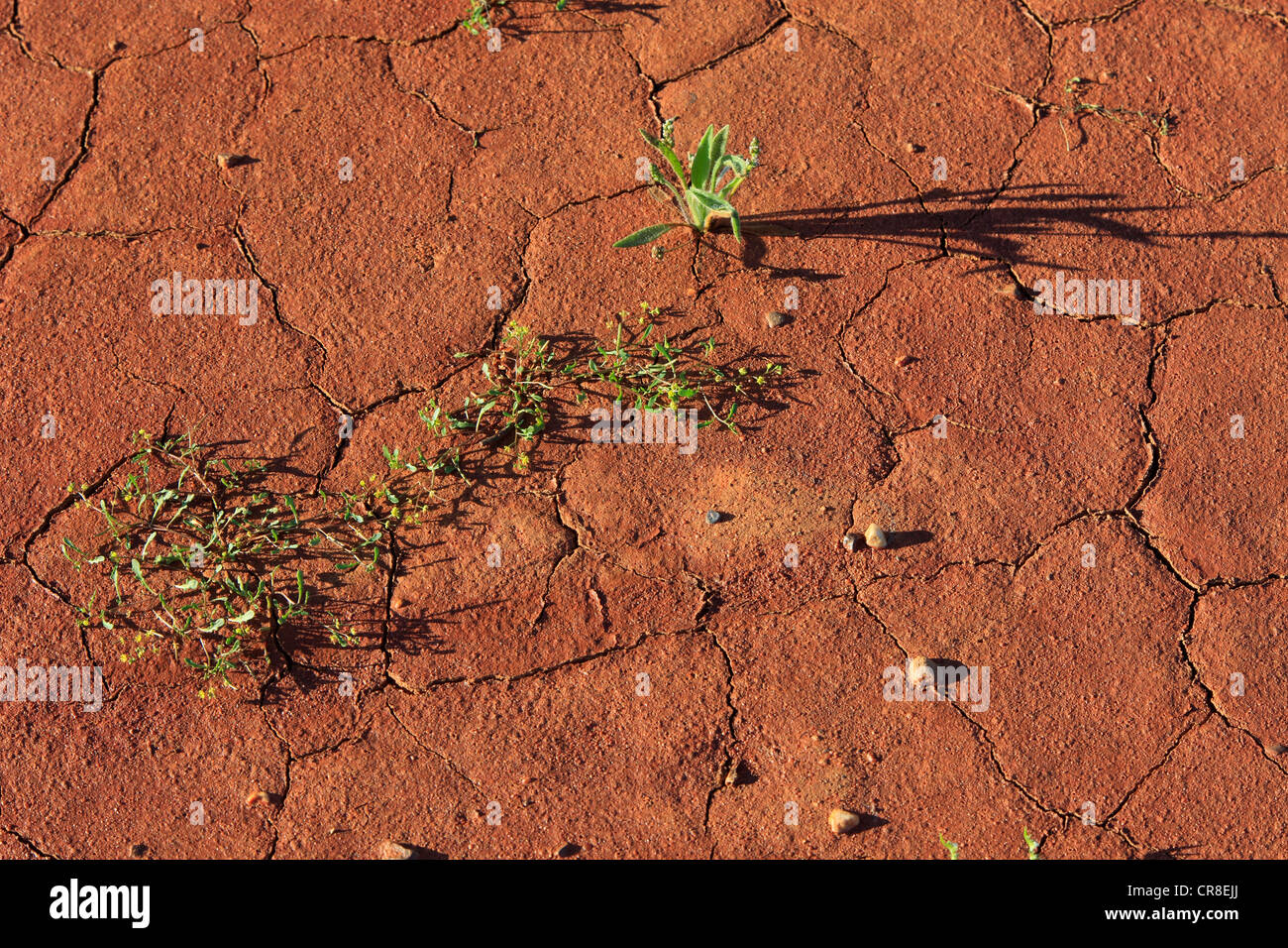 Surface, soil, dryness, Sturt National Park, New South Wales, Australia Stock Photo