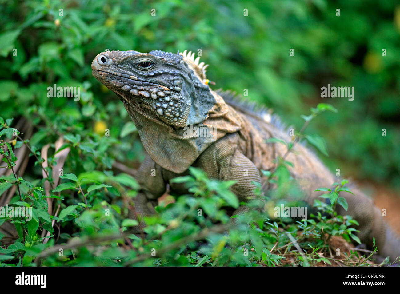 Blue Iguana or Grand Cayman Iguana (Cyclura lewisi), portrait, yawning, Grand Cayman, Cayman Islands, Caribbean Stock Photo