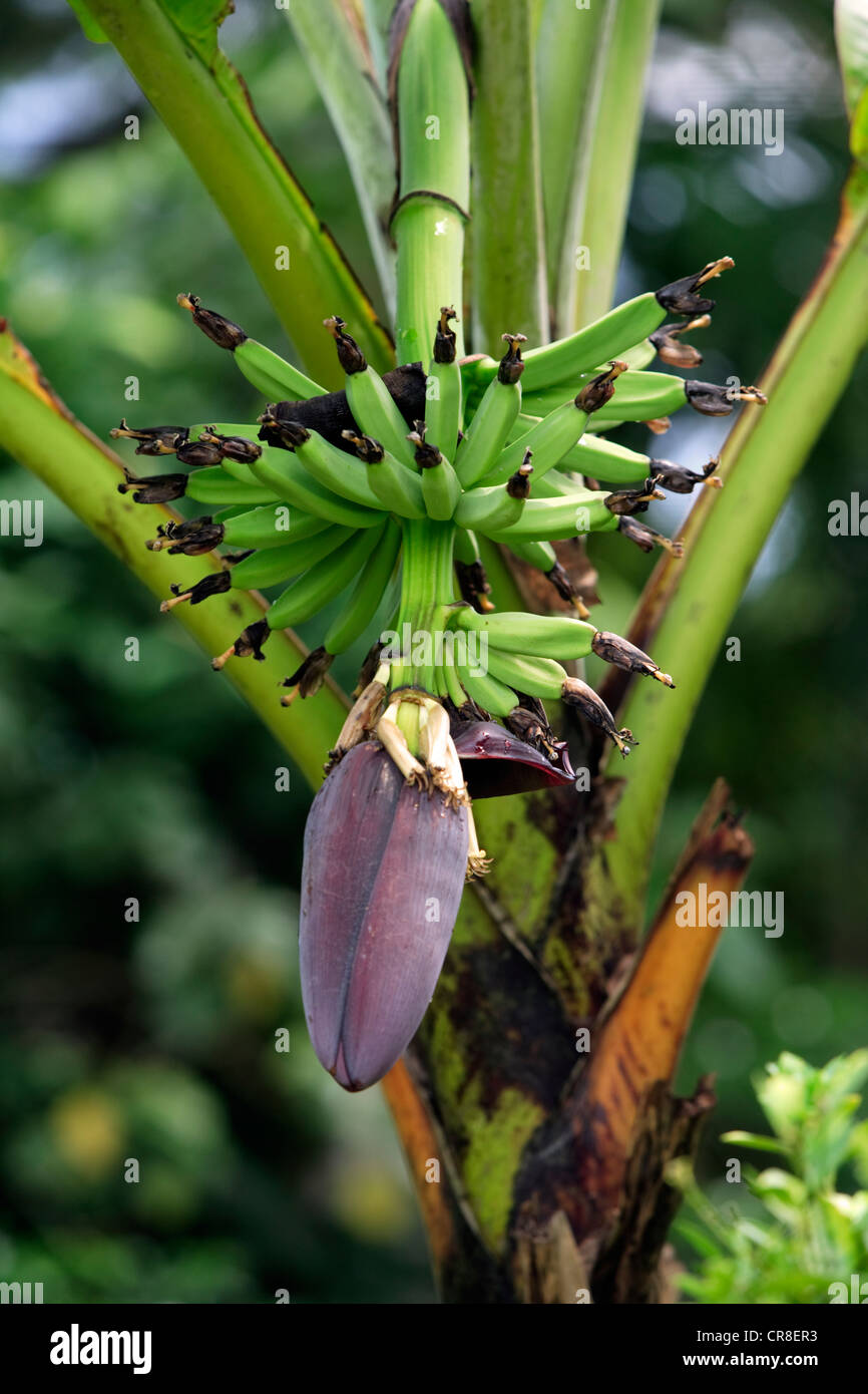 Banana (Musa x paradisiaca), banana tree, Roatan, Honduras, Caribbean