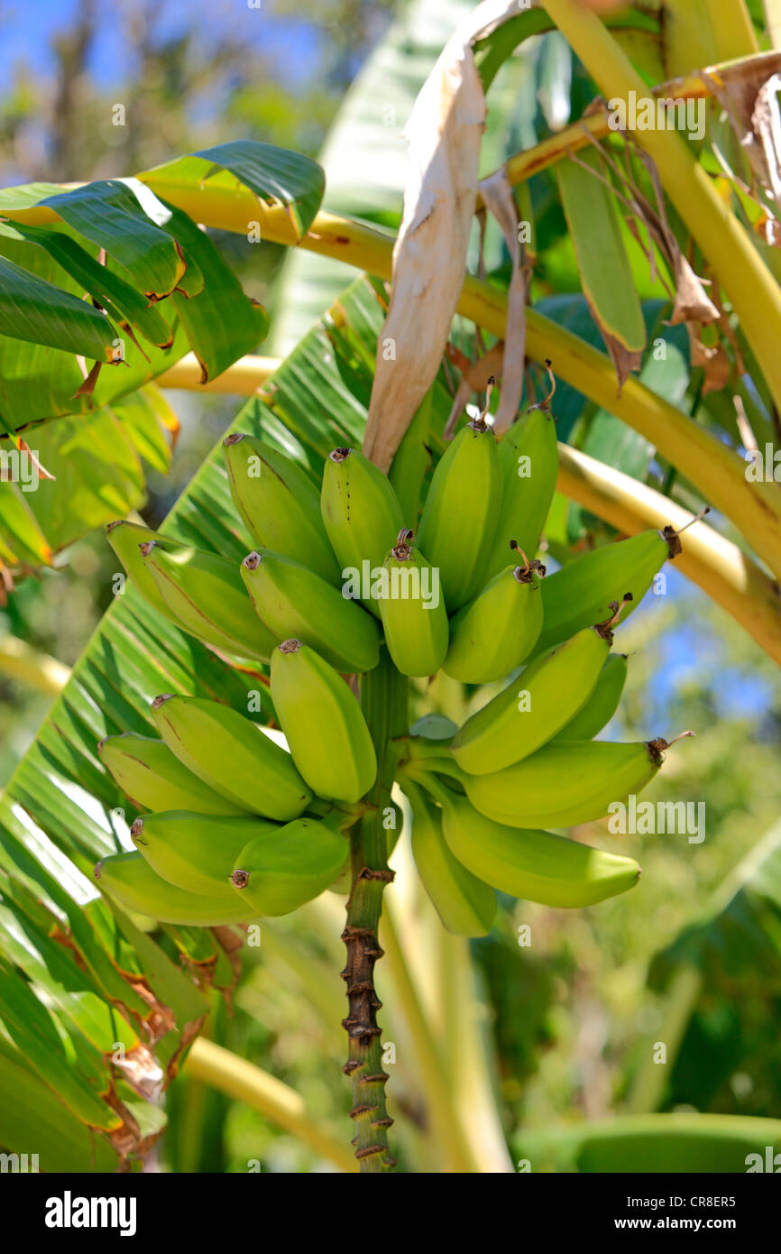 Banana (Musa x paradisiaca), banana tree, Roatan, Honduras, Caribbean, Central America, Latin