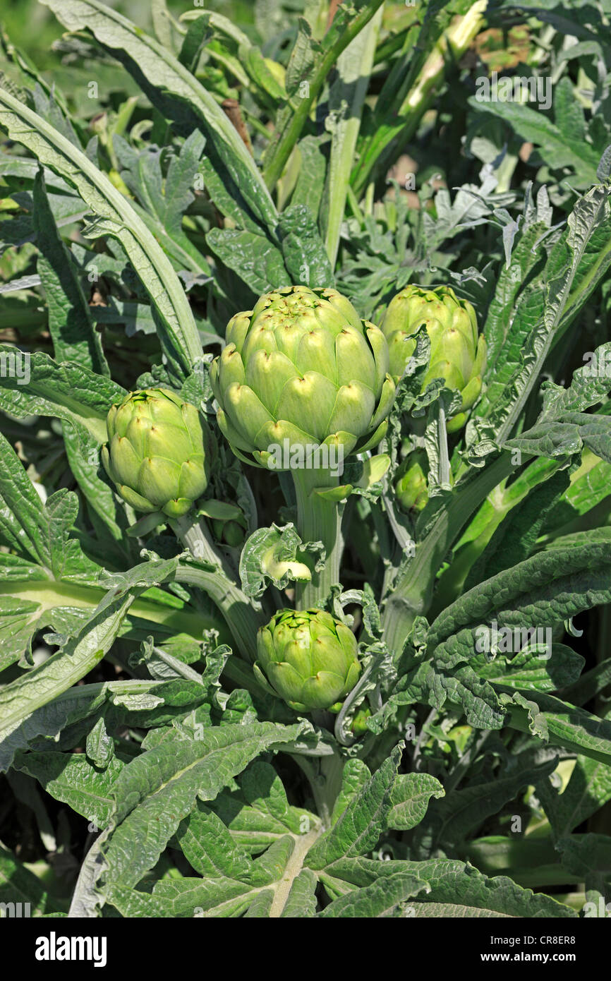 Artichoke (Cynara scolymus), plant, Castroville, California, USA Stock