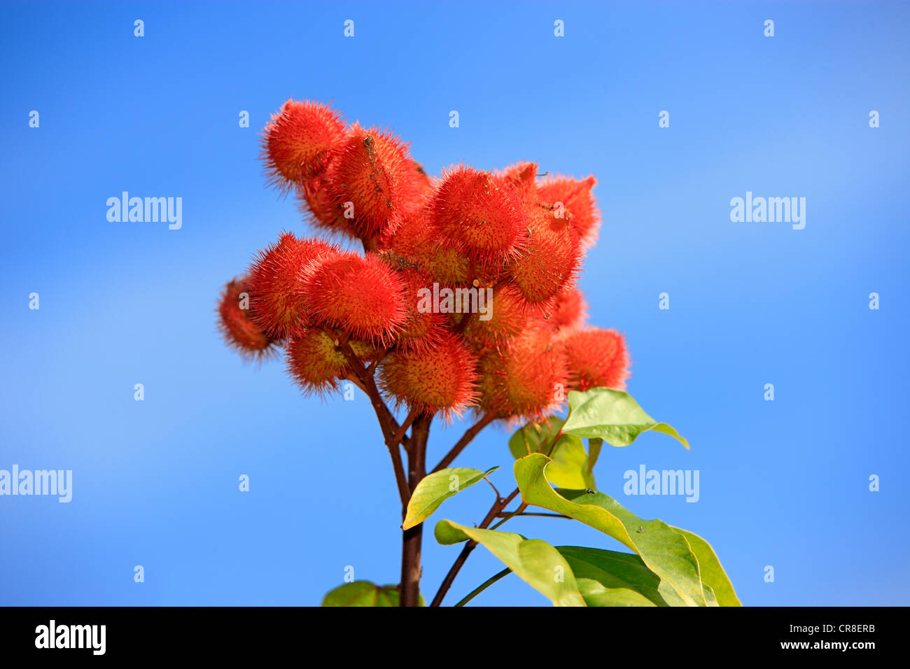 Achiote shrub, aploppas or urucu (Bixa orellana), South America Stock Photo