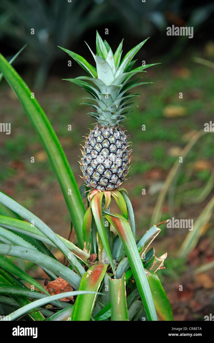 Pineapple plant with fuit (Ananas comosus), Singapore, Southeast Asia, Asia Stock Photo Alamy