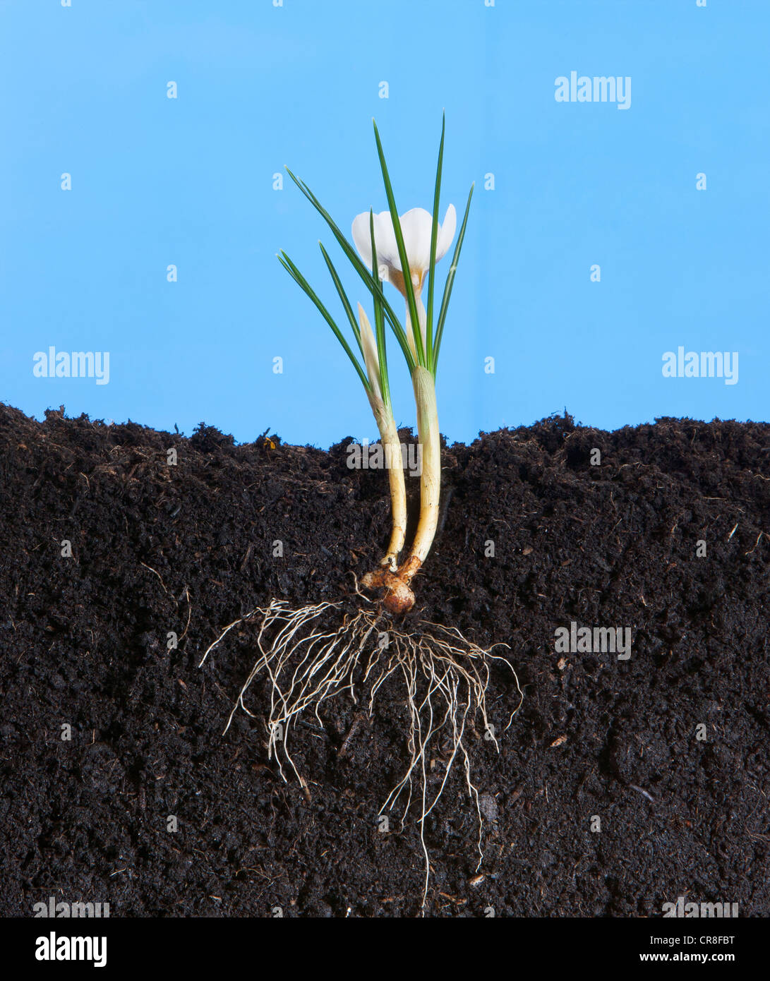 Тюльпан корневище. Крокус корень растения. Крокус корневая. Цветок крокуса с корнем. Втягивающие корни Крокус.