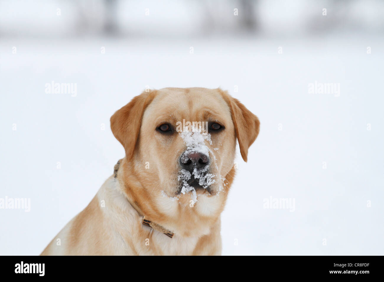 Golden Retriever in the snow, portrait Stock Photo - Alamy