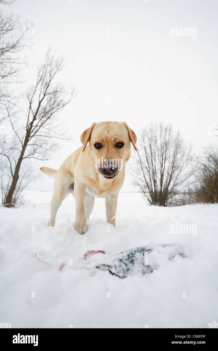Golden Retriever in the snow Stock Photo - Alamy