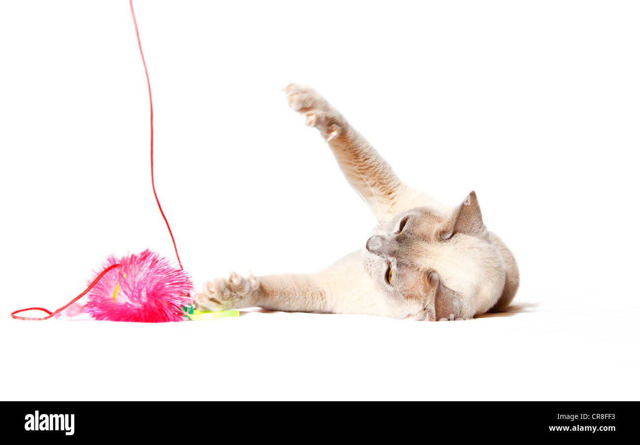 Burmese cat playing with cat toy Stock Photo