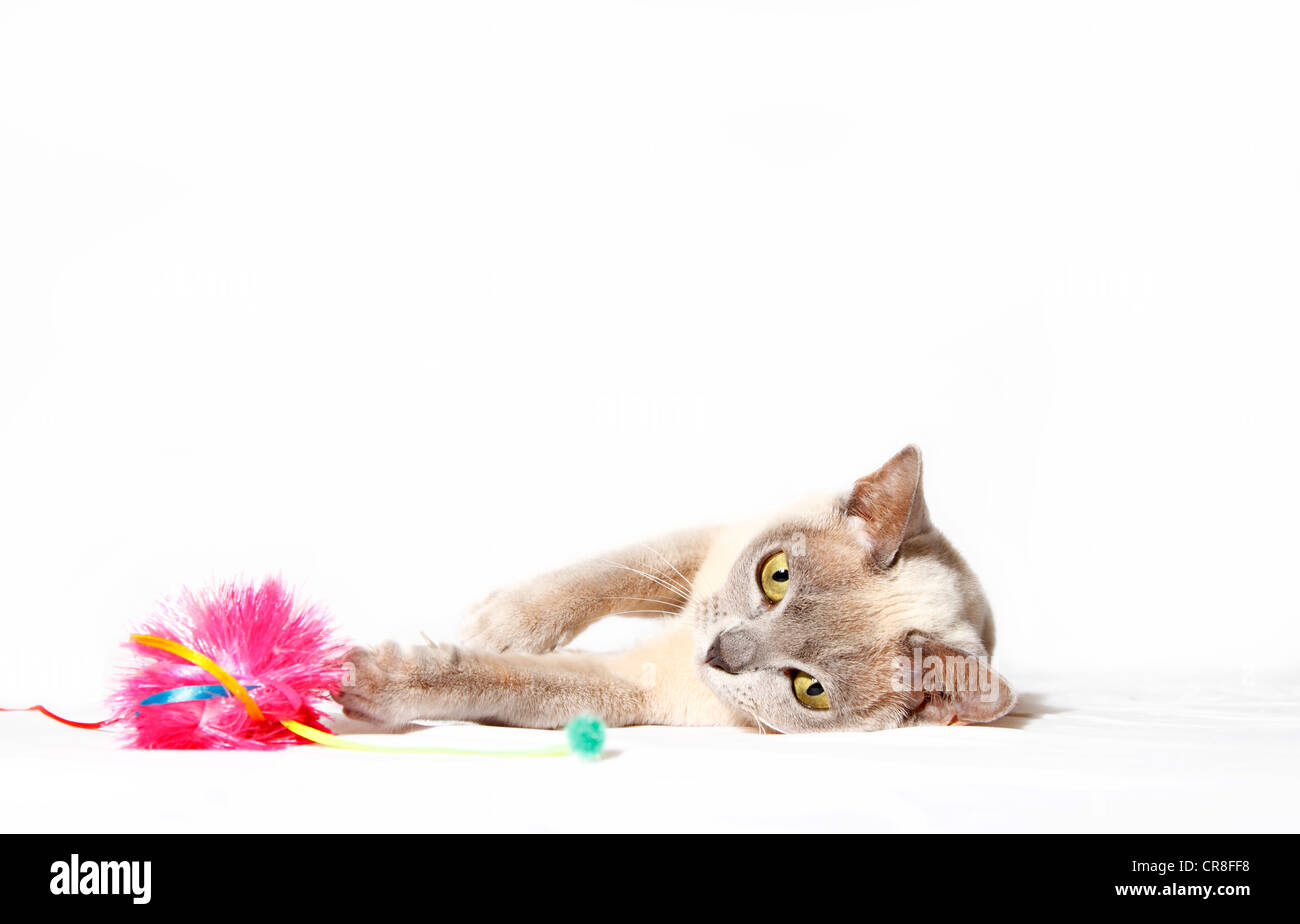 Burmese cat playing with cat toy Stock Photo