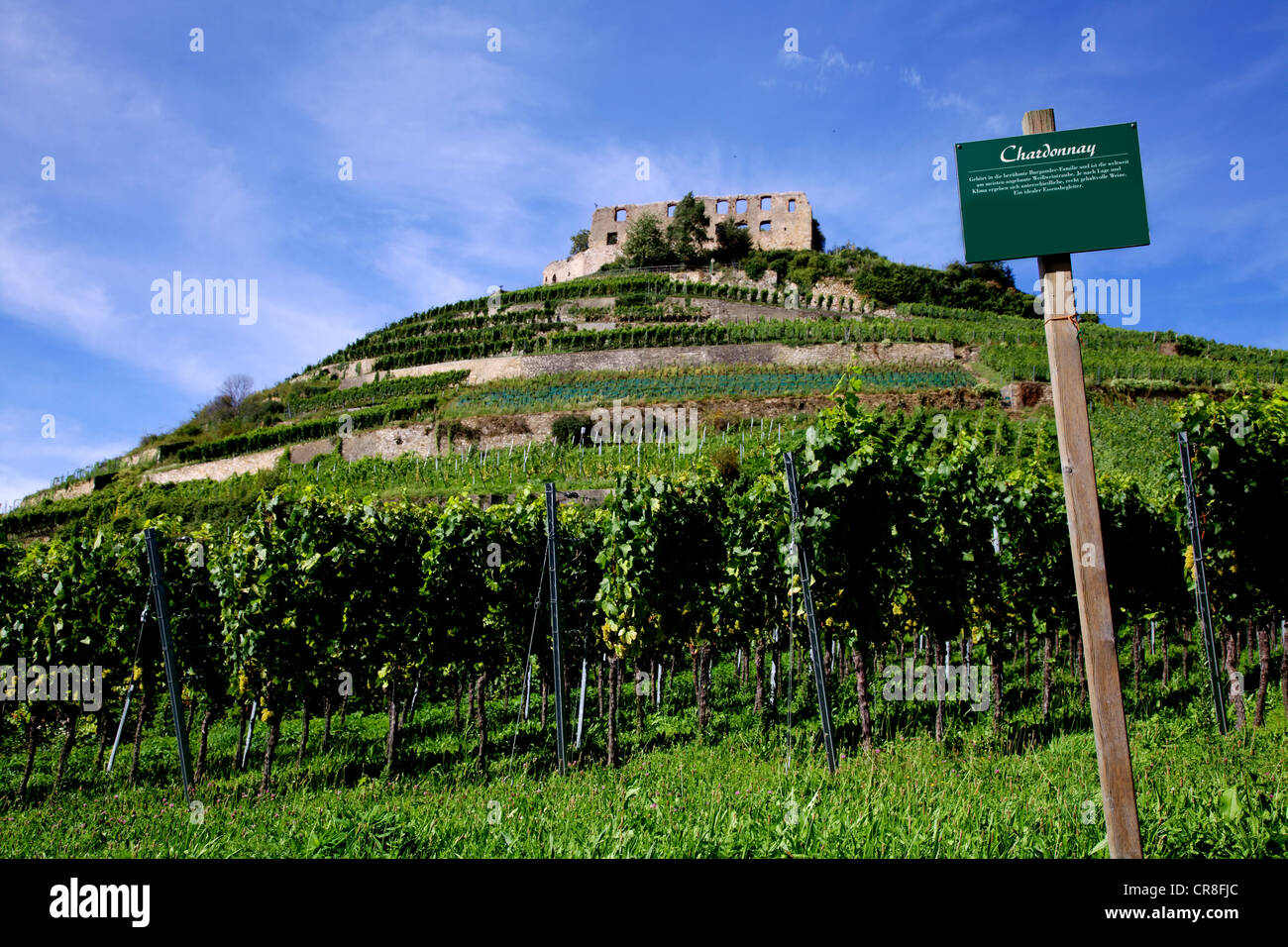 Chardonnay vines in the vineyards around Staufen castle ruin, destroyed in 1632, Staufen im Breisgau, southern Black Forest Stock Photo