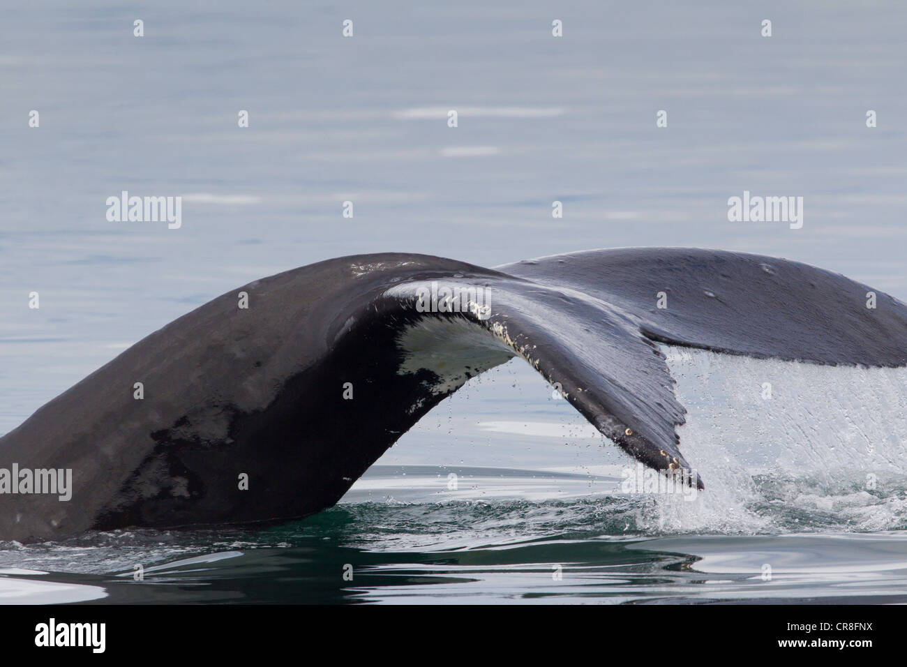Peduncle and Tail of Humpback Stock Photo
