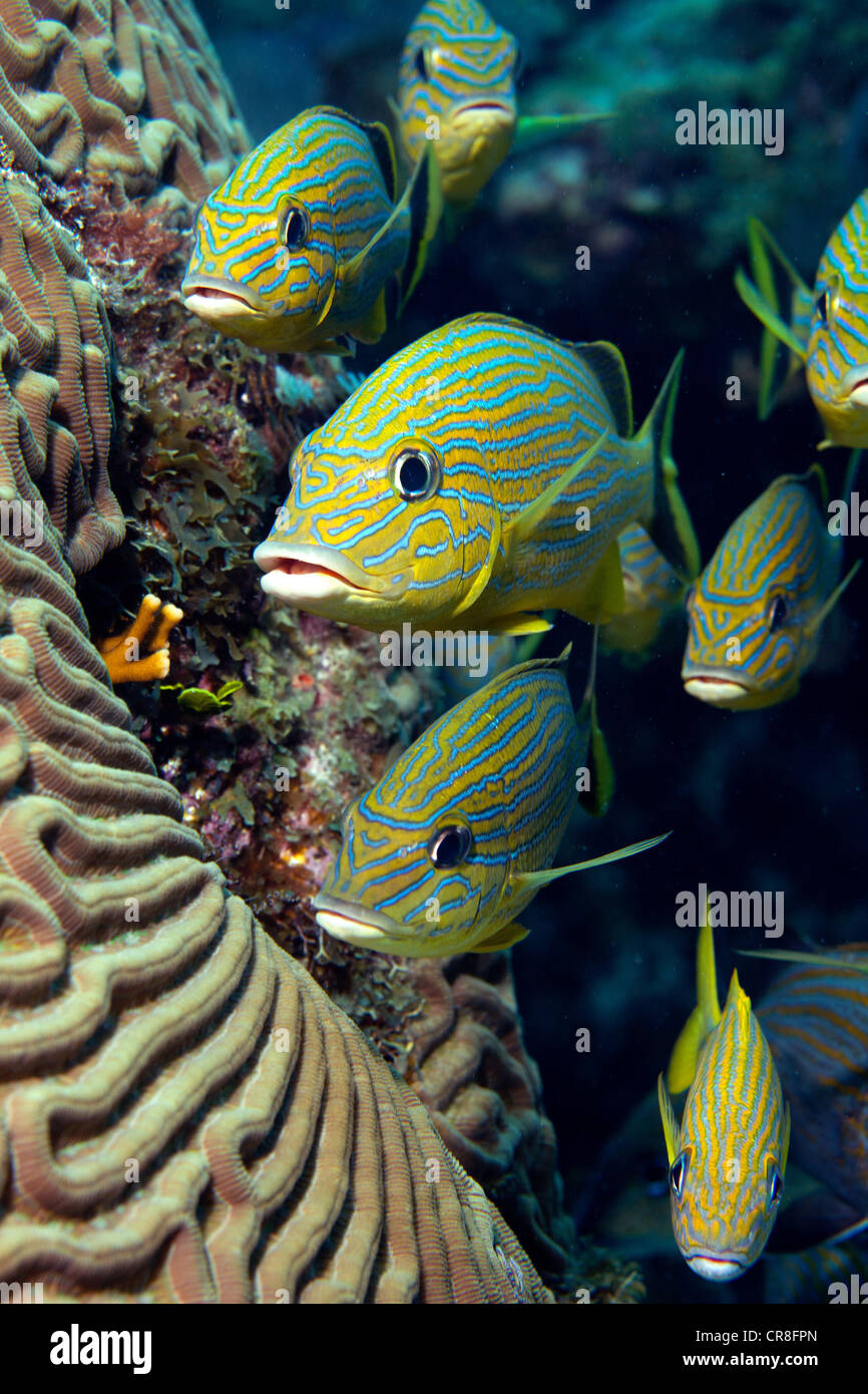 School of Blue striped Grunt Stock Photo