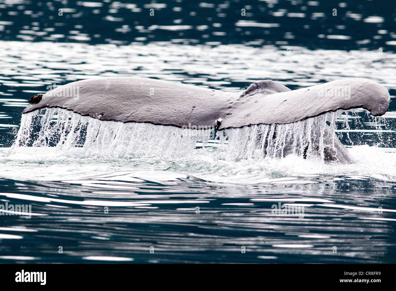Tail of Humpback Whale Stock Photo