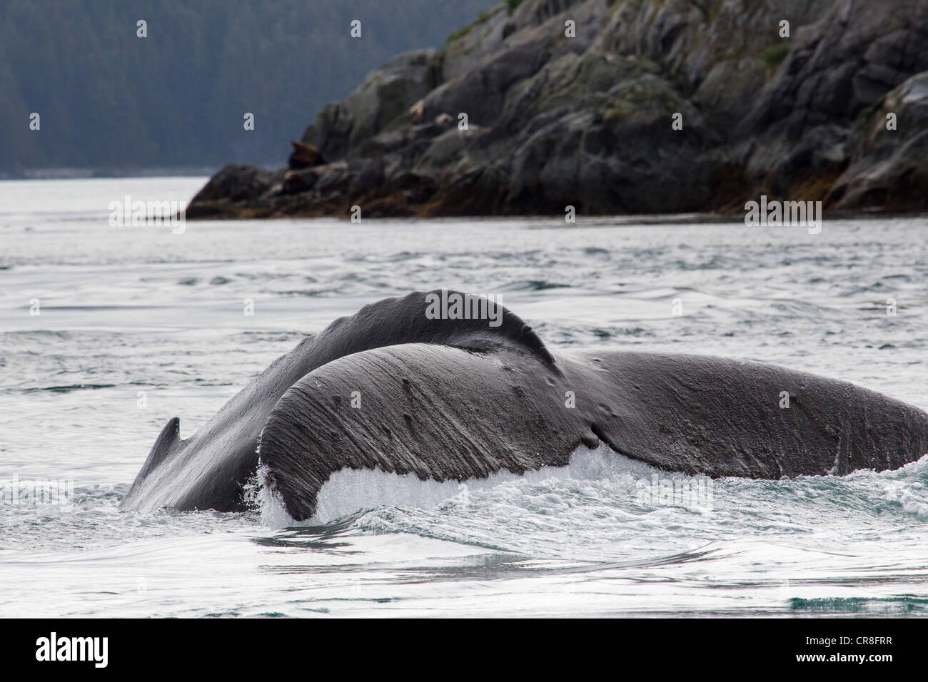 Tail of Humpback Whale Stock Photo