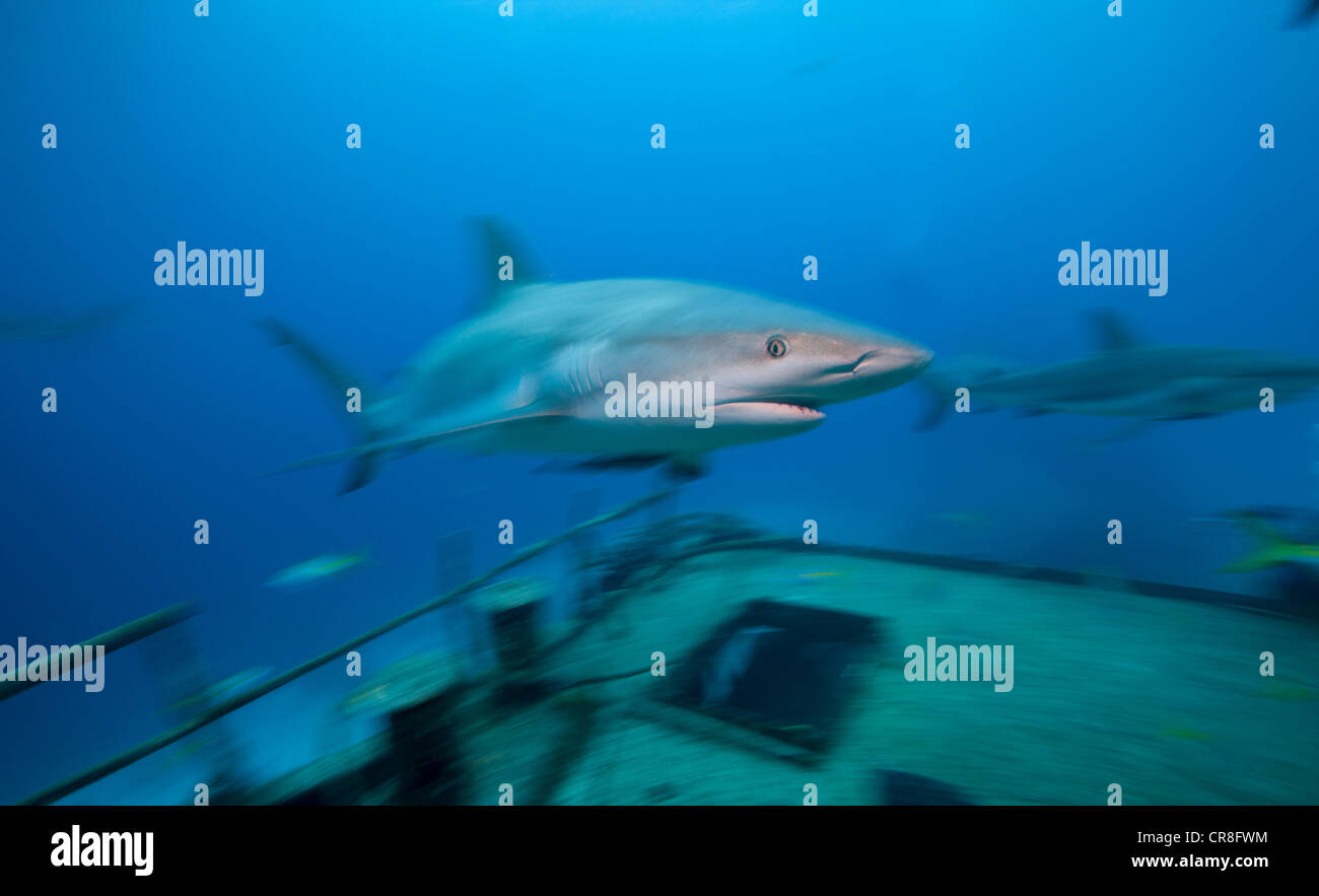 Caribbean Reef Shark and Wreck Stock Photo