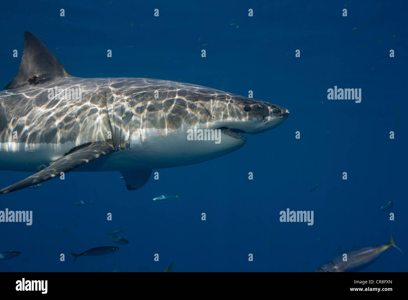 Great White Shark, Mexico. Stock Photo