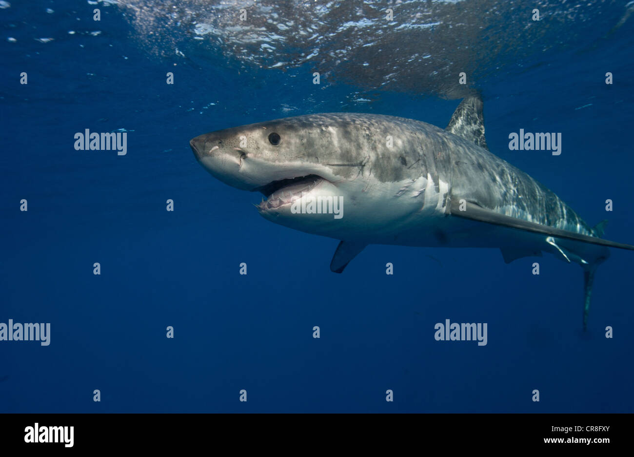 Great White Shark, Mexico. Stock Photo