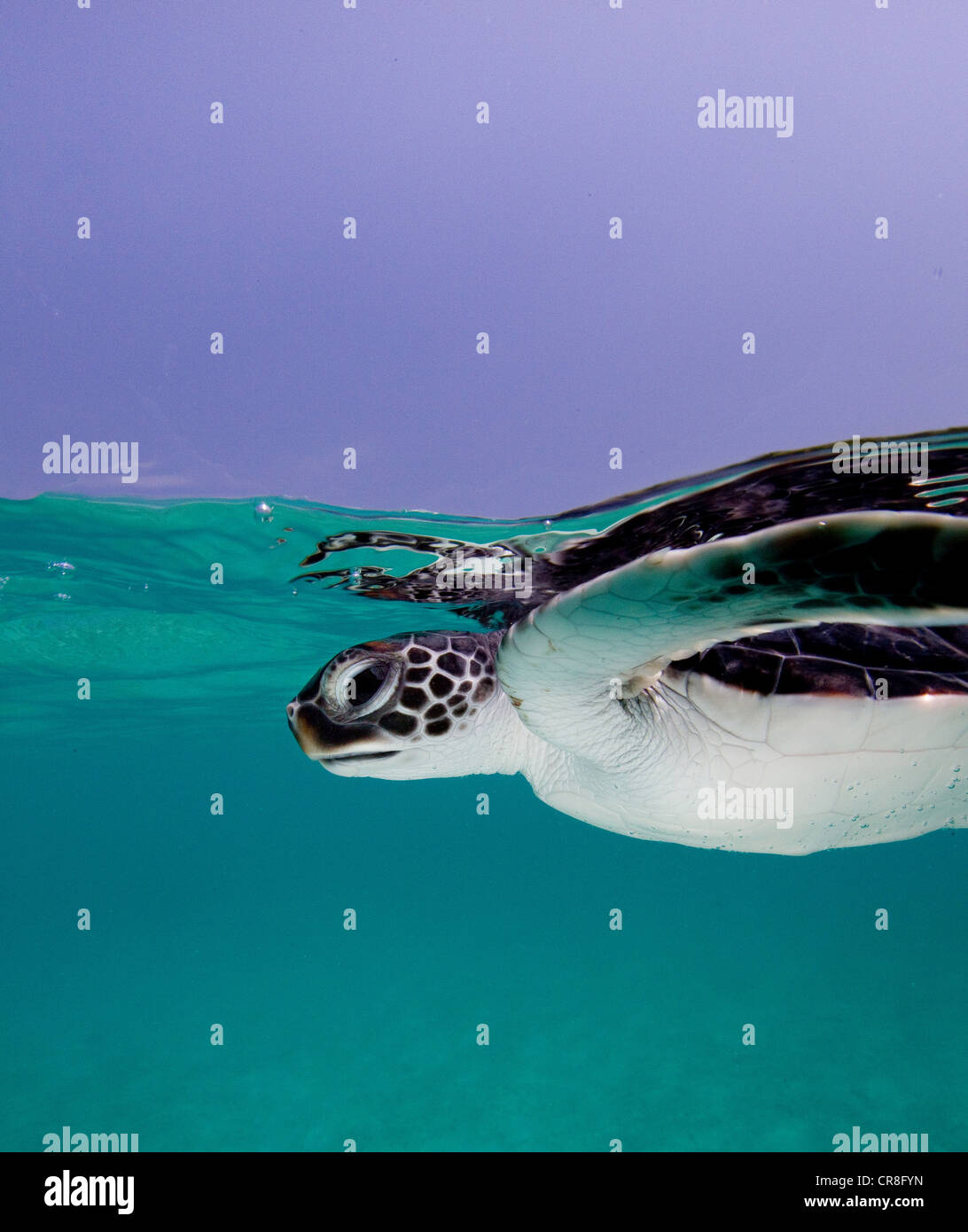 Juvenile Green Sea Turtle Stock Photo