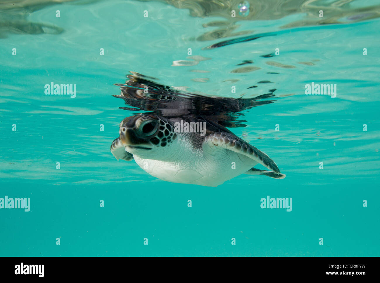 Juvenile Green Sea Turtle Stock Photo