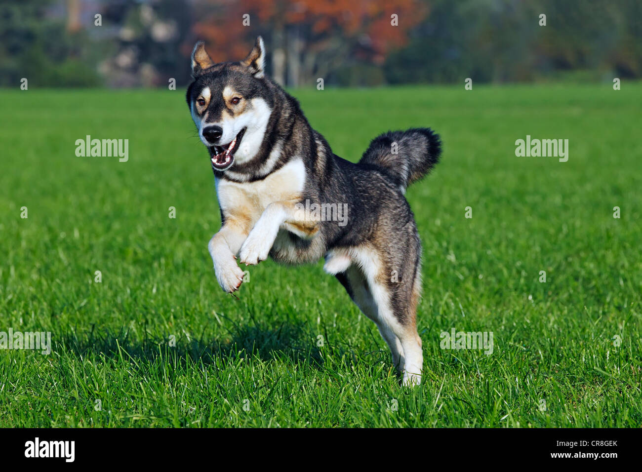 Running young Siberian Husky dog (Canis lupus familiaris) male, domestic dog Stock Photo