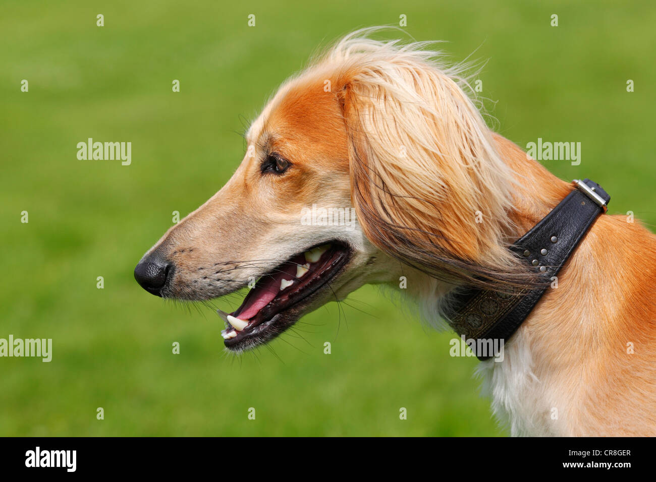 Young male Saluki, Persian Greyhound, Royal Dog of Egypt, dog (Canis