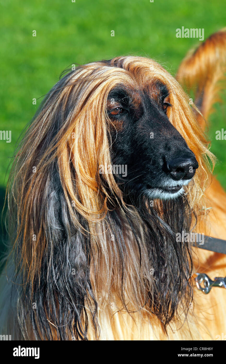 Afghan Hound (Canis lupus familiaris), sighthound breed, male Stock Photo Alamy