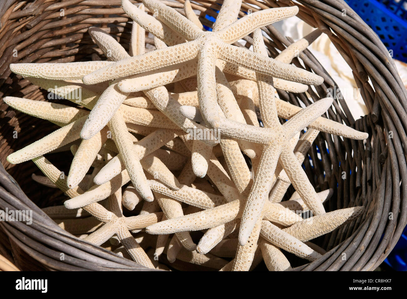 Dried Starfish for sale in a basket Stock Photo Alamy