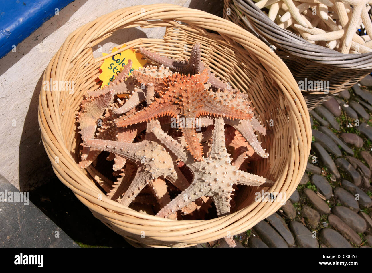 Starfish for sale hires stock photography and images Alamy