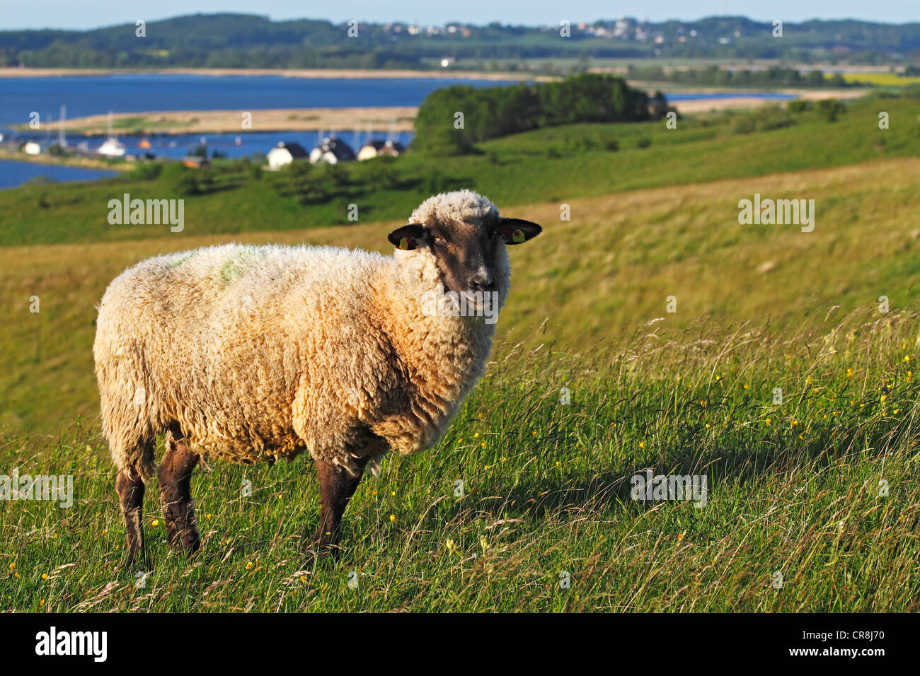 Sheep for landscape preservation on Moenchsgut Peninsula and Ruegischer Bodden in Southeast Ruegen Biosphere Reserve on the Stock Photo
