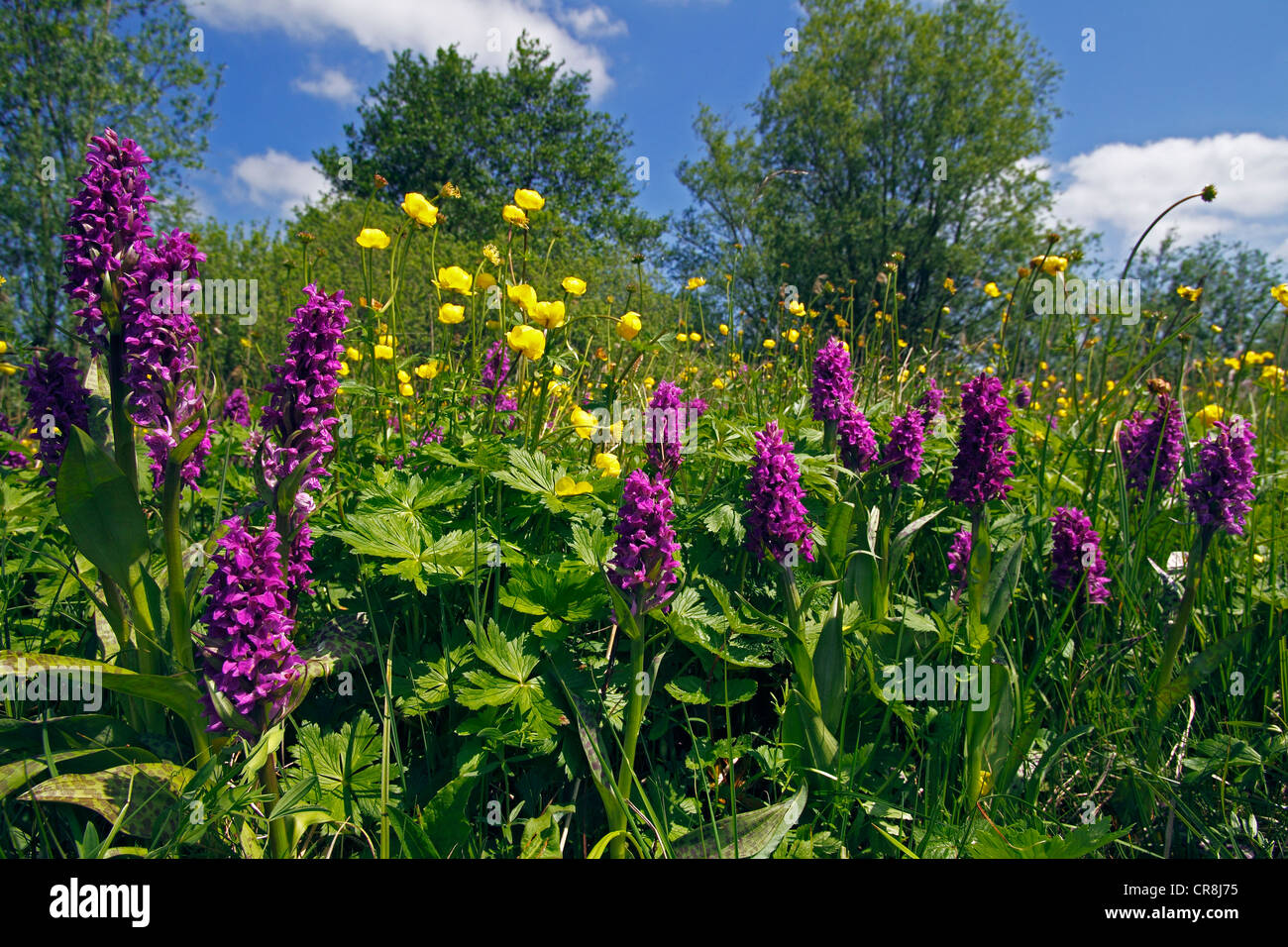 Orchids in a wet meadow, Broad-leaved Orchids (Dactylorhiza majalis) and Globe-flowers (Trollius europaeus), protected rare Stock Photo