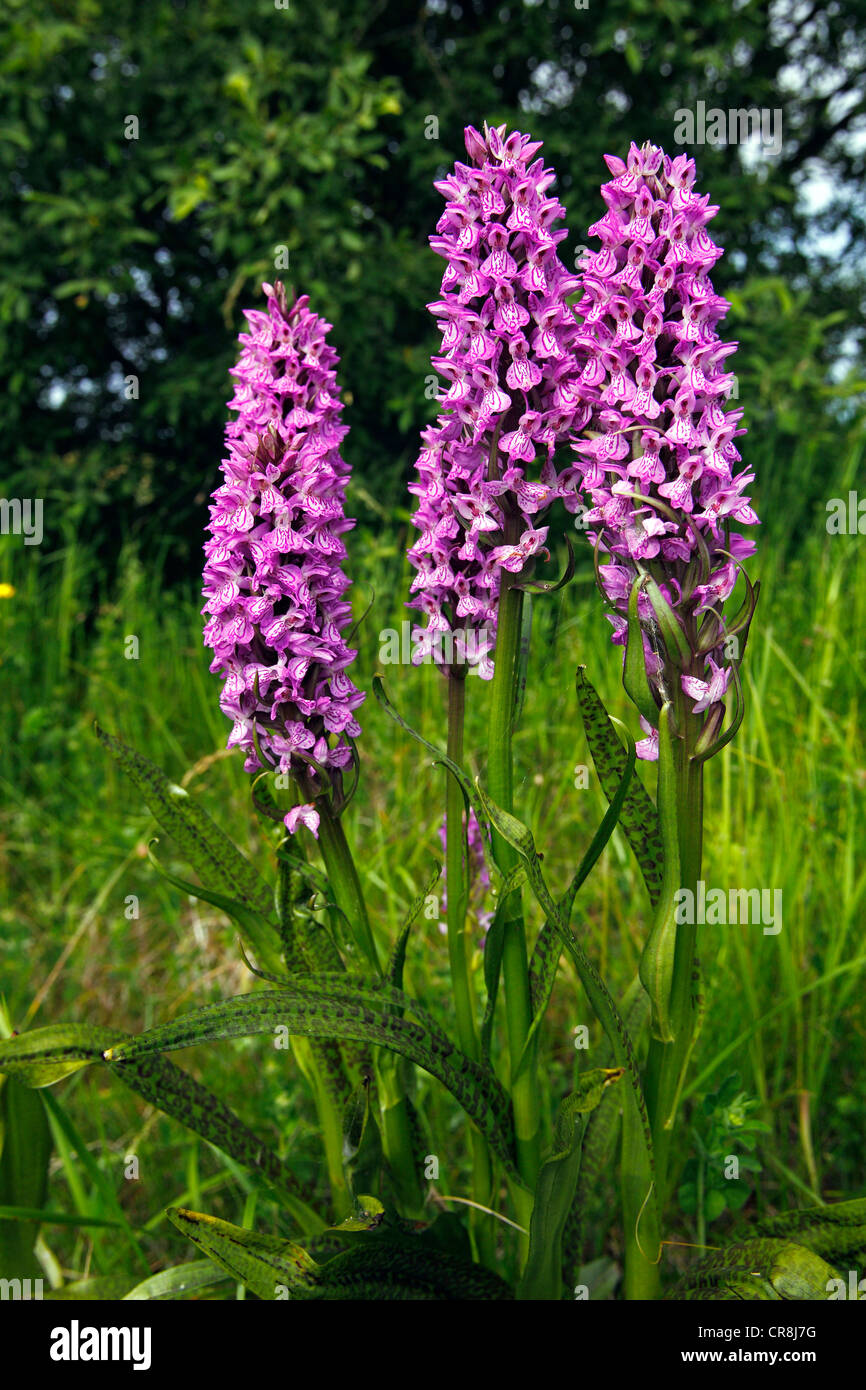 Southern Marsh Orchid or Leopard Marsh Orchid (Dactylorhiza praetermissa var. junialis) in a wet meadow, rare protected plant Stock Photo