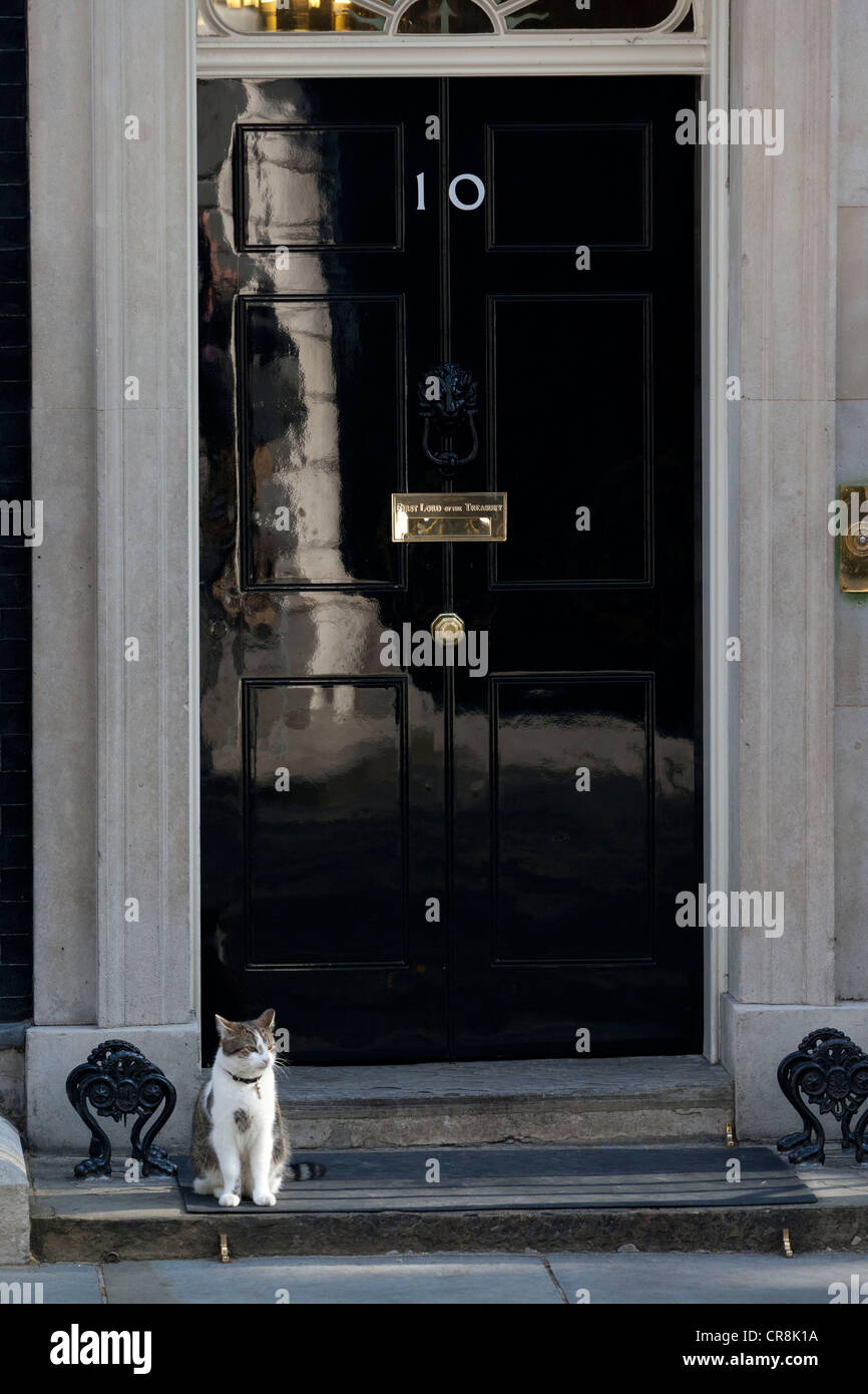 Larry the Downing Street cat stands on the steps of 10 Downing Street Stock Photo