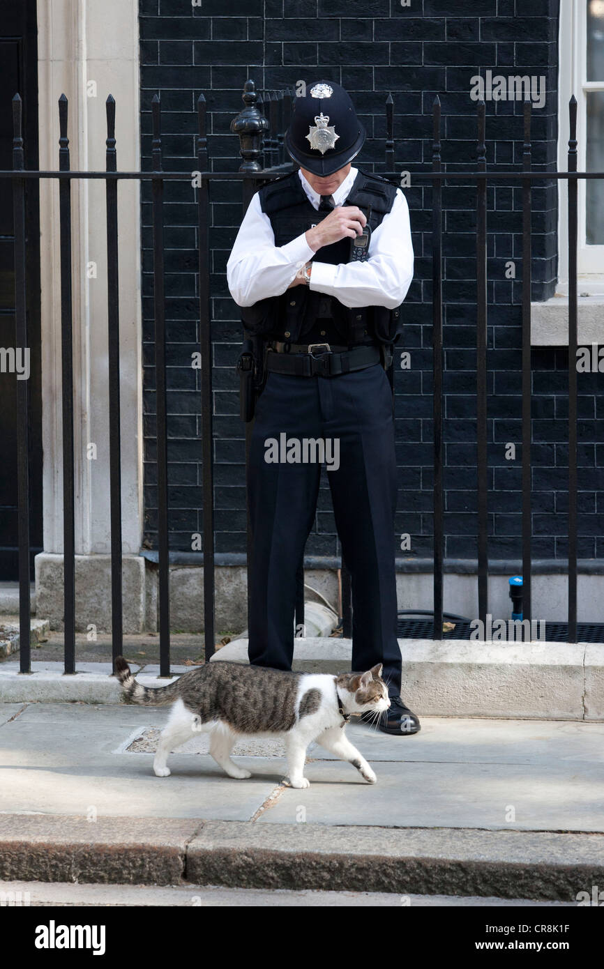 Larry the Downing Street cat walks pass a British policeman on the steps of 10 Downing Street Stock Photo